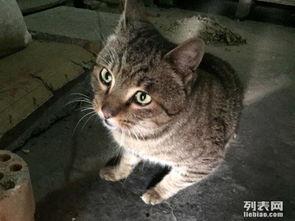 去大猫成人免费视频,大猫平台带你领略精彩世界