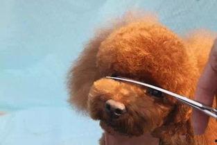 日韩泰迪修剪视频大全集